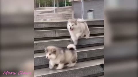 Cute fluffy puppy compilation video