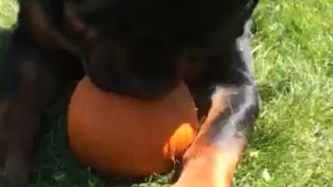 Jerzy loves pumpkin