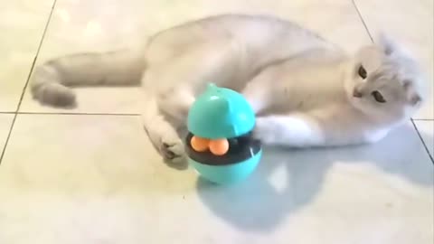 Cute Funny Cat Video