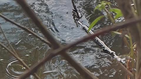 dragonfly in slow motion