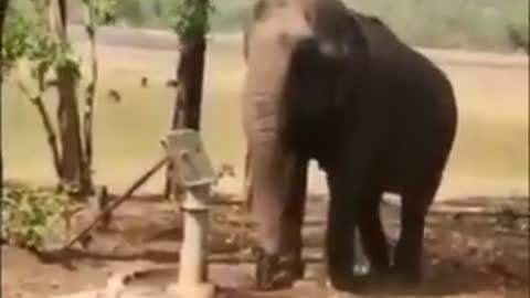 Cutest of Elephant🐘🐘 video, you won't believe how they can help humans.