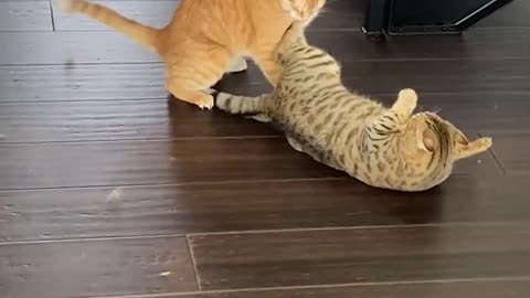 Cat Fight 2023