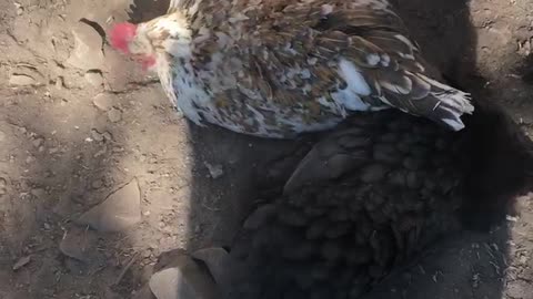 Two Chicks Dust Bathing