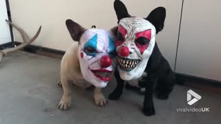 Dogs wearing clown masks