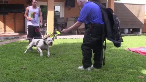 MakeYour Dog Become Fully Aggressive With Few Simple Tips