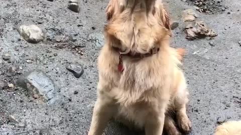 Golden Retriever hilariously attempts to catch raindrops