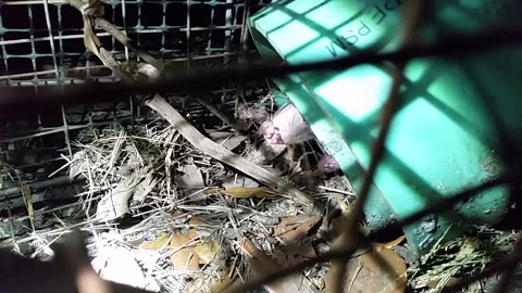 Opossum In The Chicken Yard Pt1