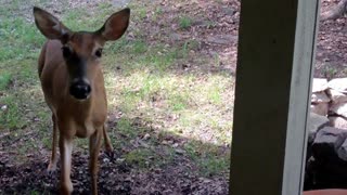 Wild deer visit caretaker every single day