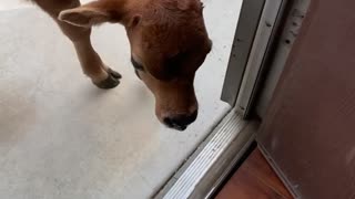 Baby Cow Follows Owner into House