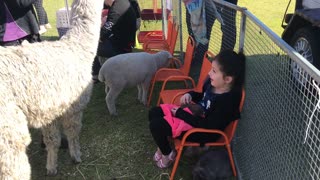 Little girl finds herself surround by animals at petting farm