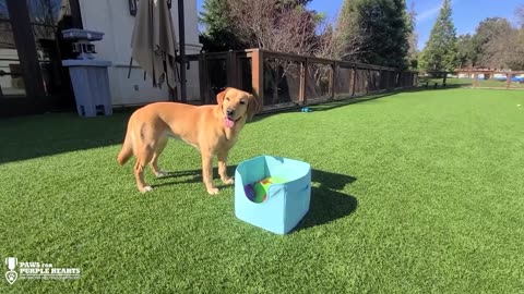 Service dog opens box of balls, only plays fetch with specific one