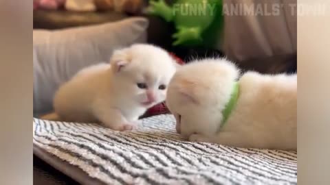 Katzen 🐱 das lustigste Video