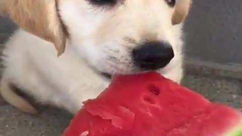 Cute puppy eating watermelon