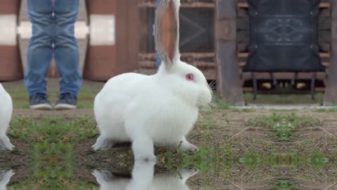 Hop Into the Unknown: 7 Unusual Rabbit Facts