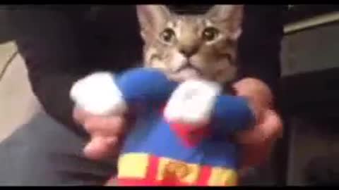 Funny Cat Compilation funny animals