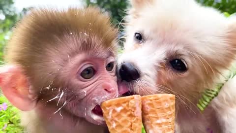 Monkey Baby Bon Bon and puppy open Surprise eggs contain So cute ducklings, koi fish, goldfish