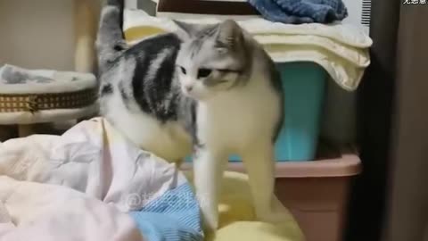 funny cats