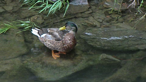 Another cute duck preening its feathers in the water. 5 July,2021 Germany. Video