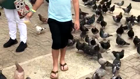 A Pigeon Palooza Follows A Young Boy For Food