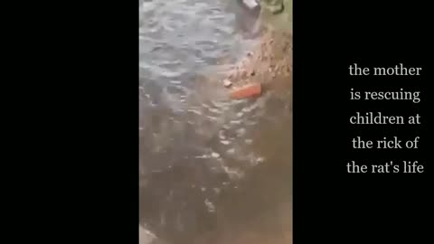 A mother rat is rescuing her children by drowning.