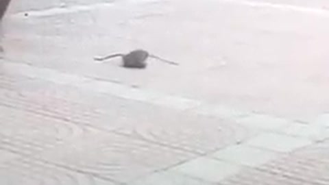 fighting mice