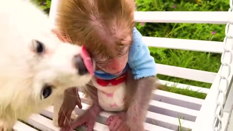 Monkey Baby Bon eats ice cream