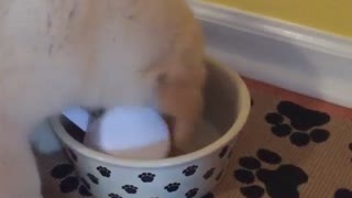 Puppy lets nothing get in the way of meal time