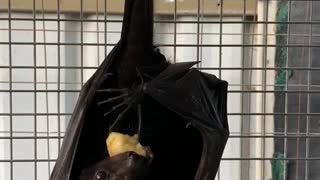 Flying Fox Enjoys Fruity Treat