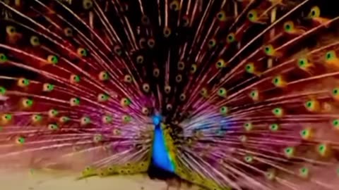 The peacock dance.