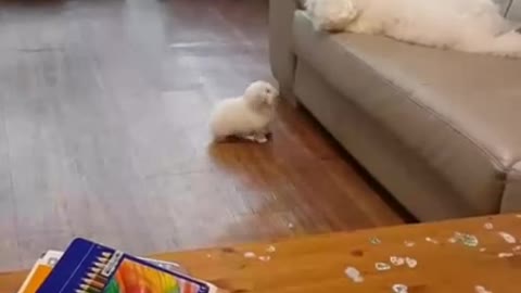 Mother dog playing with her puppies