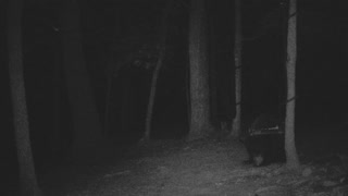 The Woods - 07/26/2021 Bear