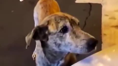 This stray dog literally started crying after somebody fed him and showed him some love