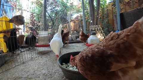 Backyard Chickens Fun Relaxing Pasta Eating Video Sounds Noises Hens Roosters!