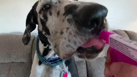Blue Great Dane Dog Funny Videos 164 - The Great Dane Puppies Video - Great Dane Compilation