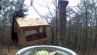 pileated woodpecker used bluebird feeder