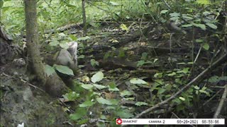 Backyard Trail Cam - Squirrel