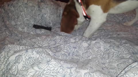 Silly dog is trying to hide the toy in bed