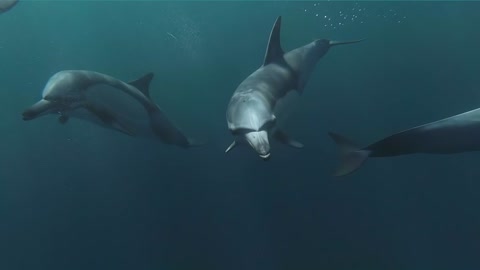 Fun Facts about Dolphins, Loving Animals and Likes to Swim Together