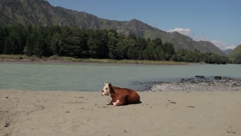 a cow lies on a mountain river beach