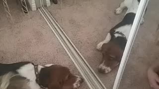 Whining Basset Hound See's his reflection