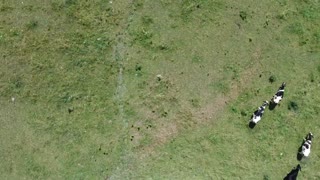 Filmación con drone de las vacas lecheras de Pennsylvania