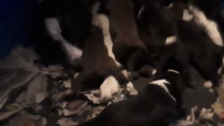 TERRA BYTES puppies Tuesday morning 15 days old 2 feeding time