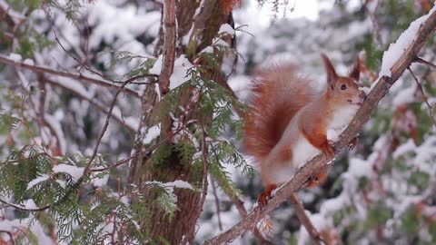 Squirrel jumps on the tree. Squirrel in the winter forest on a tree