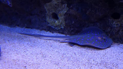 spotted stingray in an aquarium