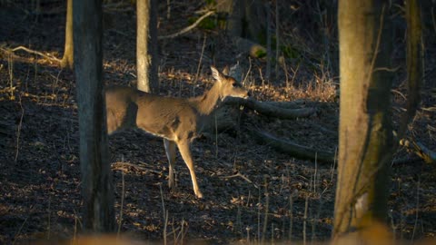 Stunning Deer Hunting Season Game Control Fall Autumn Wildlife Animals Nature