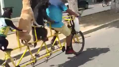 Dog Tandem Bicycle