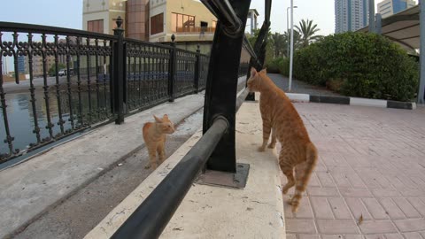 ED SHEERAN & CHRIS MARTIN - Homeless cats in Ras Al Khaimah, UAE #cat #cats #EdSheeran #ChrisMartin