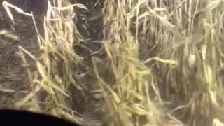 Take a ride in the combine picking corn at night !!