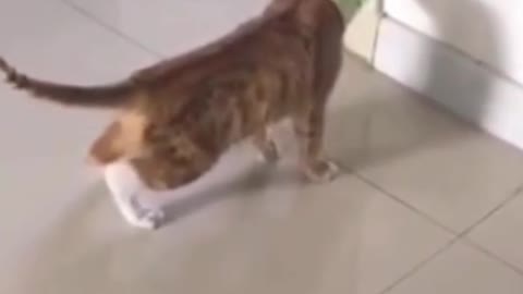 The funny cat is staring at the box and not seeing anything
