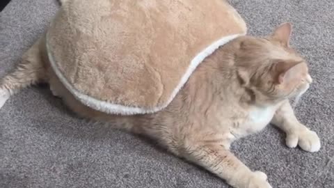 Cat's 'Turtle Shell' Blanket Perfectly Matches His Fur Color